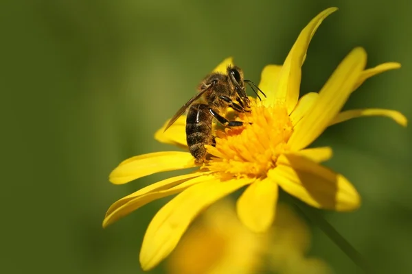 Bee (Apis) on flower Dahlia Garden (Dahlia Cav.) — Stock Photo, Image