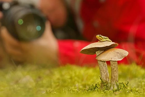 Tree frog (Hyla arborea), on mushroom and photographer — Stock Photo, Image