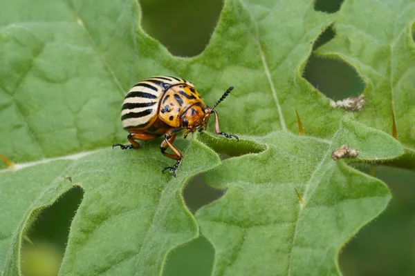 Kolorado-Kartoffelkäfer (leptinotarsa decemlineata), auch bekannt als Kolorado-Käfer, Zehnstreifenspeerkäfer, Zehnstreifenkartoffelkäfer oder Kartoffelkäfer — Stockfoto