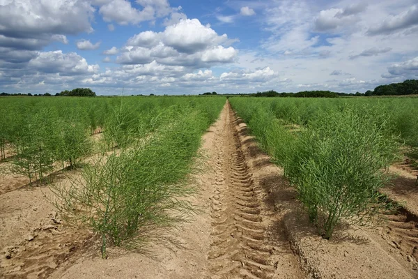 Plantation of asparagus — Stock Photo, Image