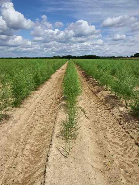 Plantation of asparagus — Stock Photo, Image