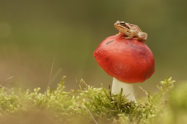 ortak Kurbağa (rana temporaria) ve mantar