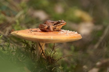 ortak Kurbağa (rana temporaria) ve mantar mantarı