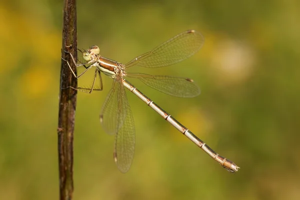 Dragonfly, Νότια damselfly σμαραγδένια (lestes βάρβαρος, ανωνύμου) — Φωτογραφία Αρχείου