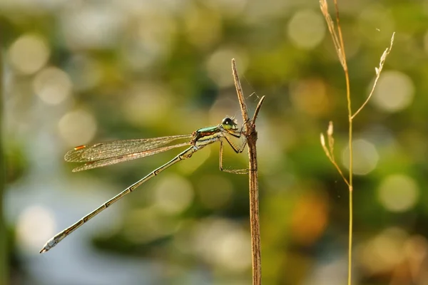 Dragonfly, σμαραγδένια damselfly (lestes sponsa), spreadwing — Φωτογραφία Αρχείου