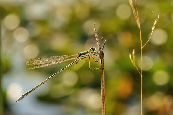 Libel, emerald Juffers (Gewone pantserjuffer), spreadwing — Stockfoto