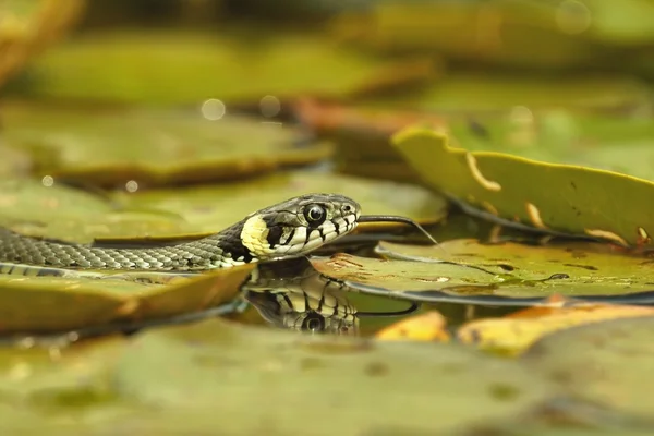 Grass Snake (Natrix natrix) hunting on the leaves of Water Lilies — Stock Photo, Image