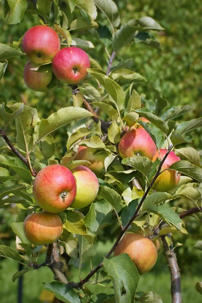 Яблоко, фрукты на ветке дерева в саду — стоковое фото