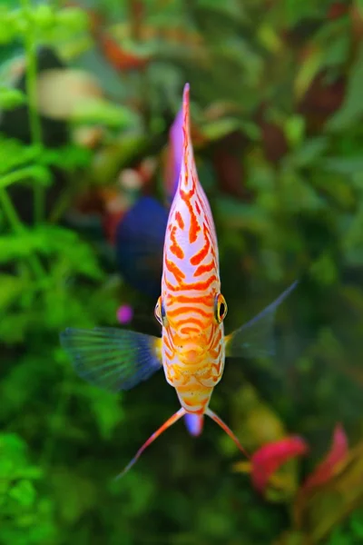 Diskus (symphysodon), flerfärgad ciklid i akvariet, skjuten framifrån, den infödda till amazon avrinningsområdet sötvattensfisk — Stockfoto