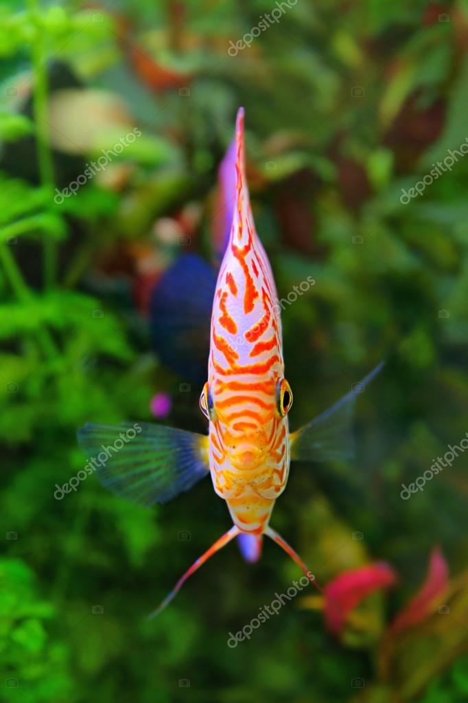 Discus (Symphysodon), multi-colored cichlid in the aquarium, shot from the  front, the freshwater fish native to the  River basin Stock Photo by  ©MirekKijewski 48361005