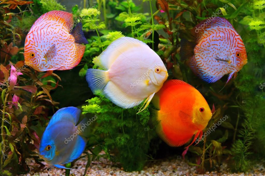 Discus Symphysodon Multi Colored Cichlids In The Aquarium The Freshwater Fish Native To The Amazon River Basin Stock Photo Image By C Mirekkijewski