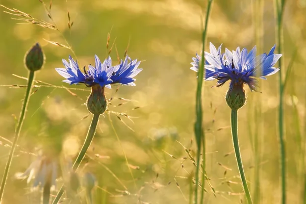 Bleuets (Centaurea pullata), comme fond. Centaury, Centory, Starthistles, Knapweeds, Centaureas et les Bluets les plus ambigus — Photo