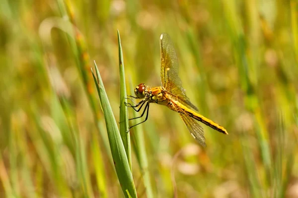 Dragonfly, жовтого кольору темніший (Sympetrum flaveolum) ) — стокове фото