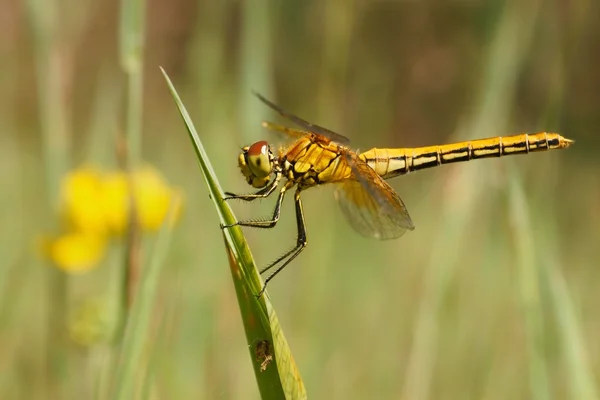 Libélula, Darter-de-asas-amarelas (Sympetrum flaveolum ) — Fotografia de Stock