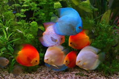 Discus (symphysodon), çok renkli çiklitleri akvaryum tatlı su balıkları yerli amazon Nehri Havzası