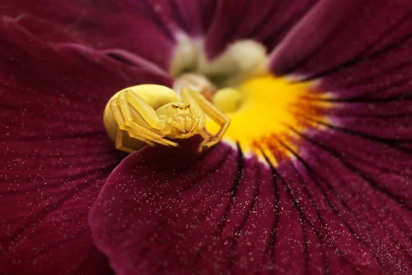 Bloem spin (misumena vatia) of guldenroede krab spin op viooltje — Stockfoto