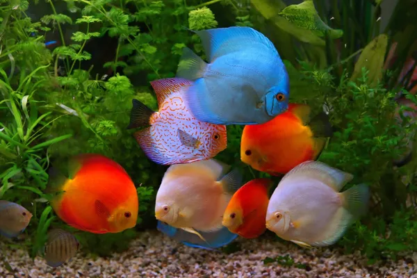 Disco (Symphysodon), ciclídeos multicoloridos no aquário, os peixes de água doce nativos da bacia do rio Amazonas — Fotografia de Stock