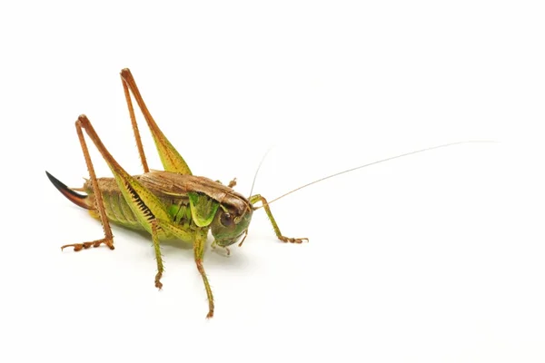 Grasshopper — Stock Photo, Image