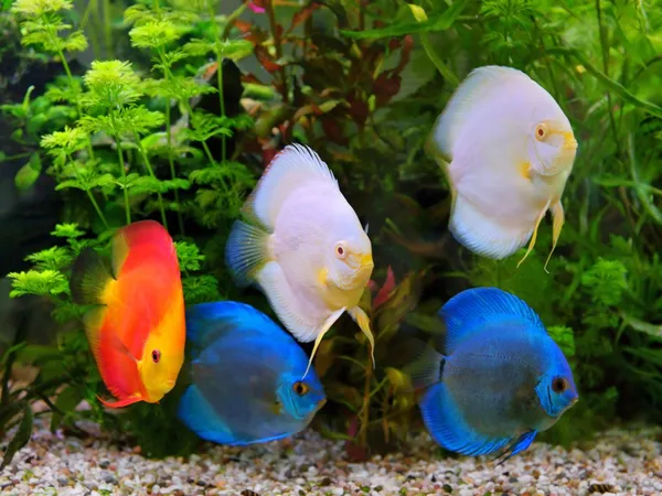 Discus (symphysodon), çok renkli çiklitleri akvaryum tatlı su balıkları yerli amazon Nehri Havzası