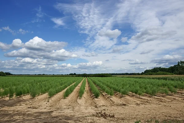 Plantation of asparagus — Stock Photo, Image