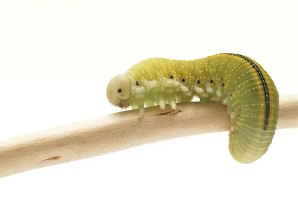 Caterpillar, Housefly (Cimbex femorata) — Stock Photo, Image