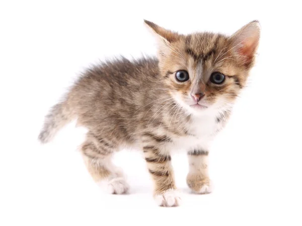 Little 30 day old kitten — Stock Photo, Image