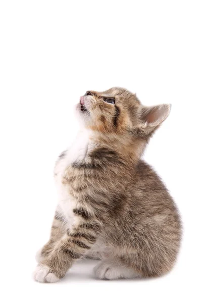 Little 30 day old kitten — Stock Photo, Image