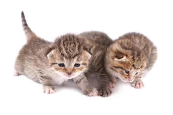 Little 10 day old kittens — Stock Photo, Image
