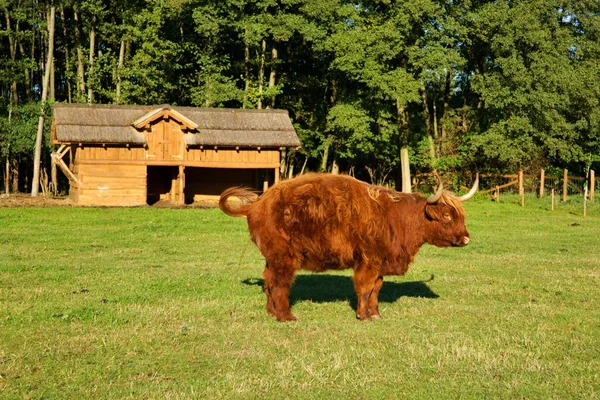 Cow, red Highland cattle (Scottish Gaelic) peeing on pasture — Stock Photo, Image