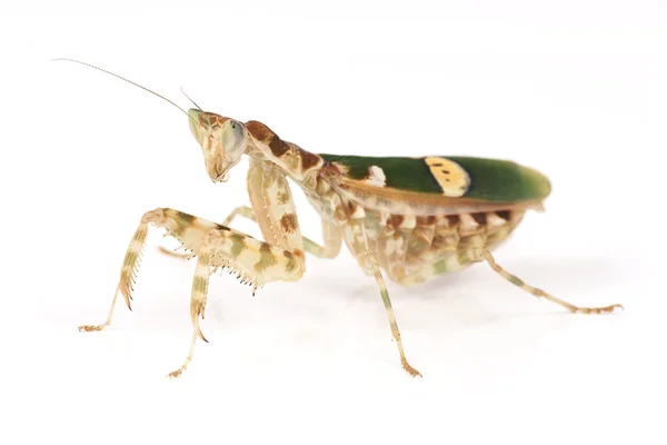Mantis (creobroter gemmatus), döllenmiş dişi — Stok fotoğraf