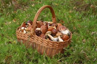 emergiam, cesta de vime cheia de cogumelos