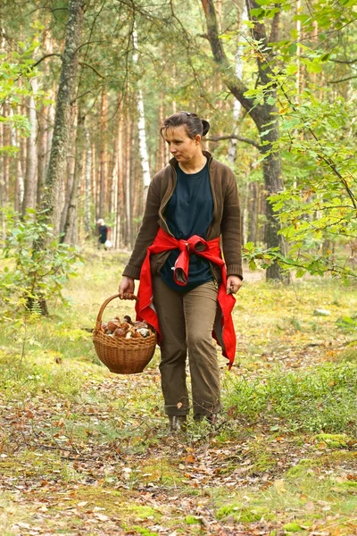 Explosieve groei, vrouw plukken van paddestoelen in het bos — Stockfoto