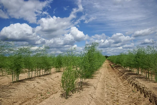 Plantacji szparagów — Zdjęcie stockowe