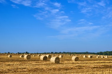 büyük yuvarlak saman balya alana Hasattan sonraki alan