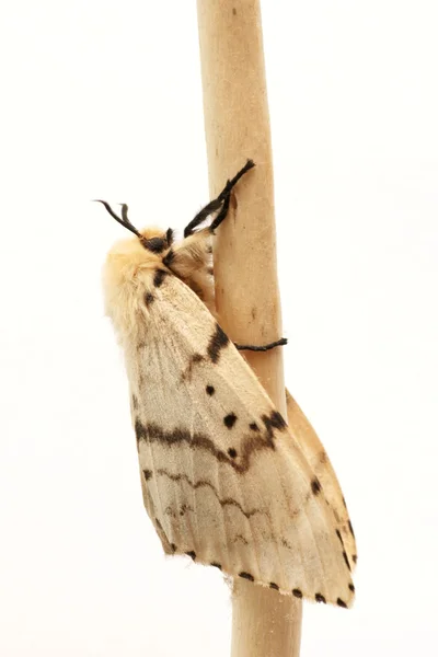 Nachtvlinder, brudnice (lymantria dispar), vrouw — Stockfoto