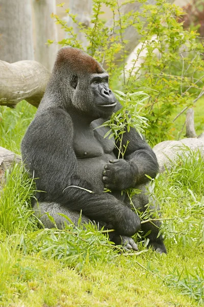 Gorila (gorilla), sentado masculino com um galho verde na pata大猩猩 （大猩猩），坐着绿色树枝的男性在爪子 — 图库照片