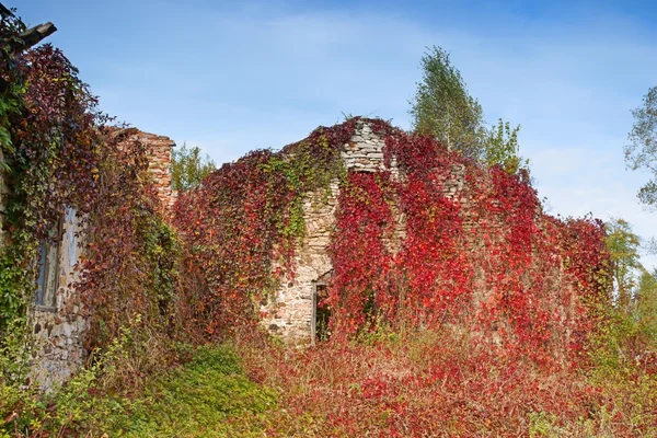 Sonbahar, sarmaşık kaplı evin kalıntıları — Stok fotoğraf