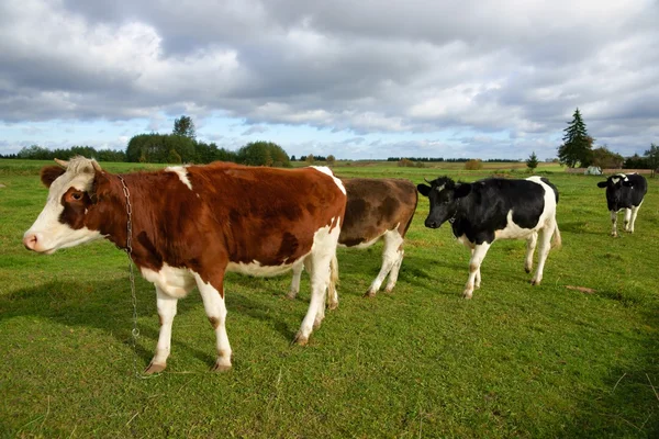 Vacas, cuatro vacas en pastos y en diferentes colores — Foto de Stock