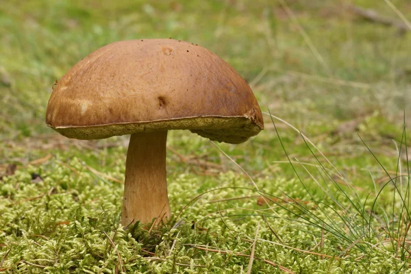 Svamp, Johansvamp, boletus hare (boletus subtomentosus) — Stockfoto