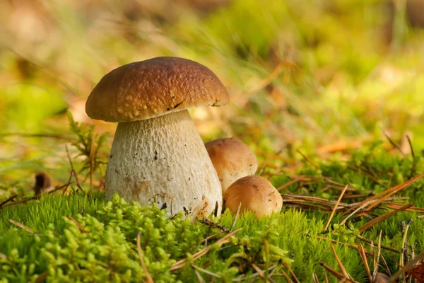 Hřib houby, houby v přírodě (Hřib borový) — Stock fotografie
