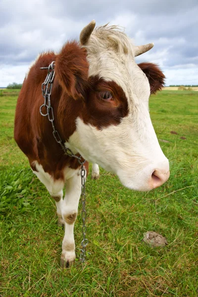 Vache sur pâturage, portrait — Photo