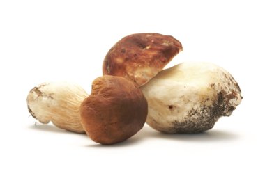 mantar bolete beyaz bir arka planda (boletus mantarı boğa.)