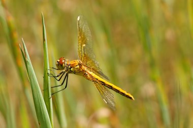 yusufçuk, sarı kanatlı Pasifik'ten oğlan (sympetrum flaveolum)