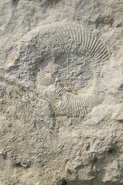 Amonoit (Amonoidea)