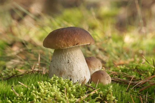 mantar bolete, vahşi (boletus pinophilus mantar)