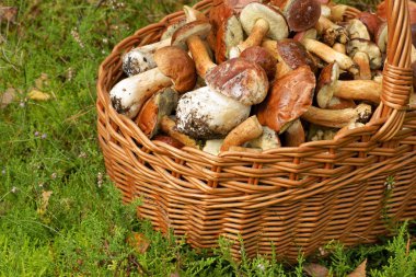 emergiam, cesta de vime cheia de cogumelos