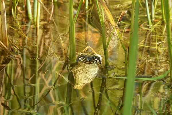 Grass Snake (Natrix natrix), eating fish caught within hunting — Stock Photo, Image