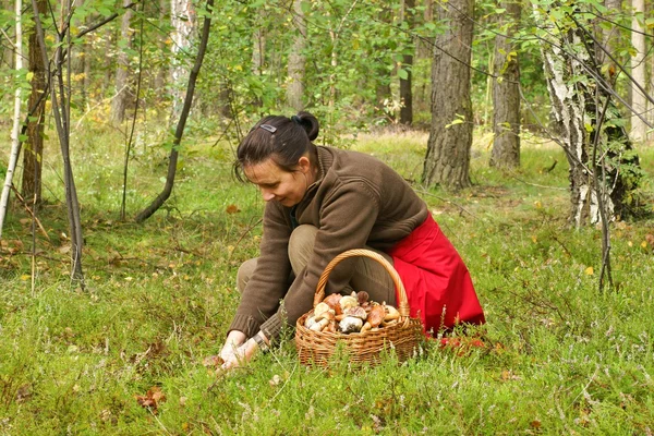 Explosieve groei, vrouw plukken van paddestoelen in het bos — Stockfoto