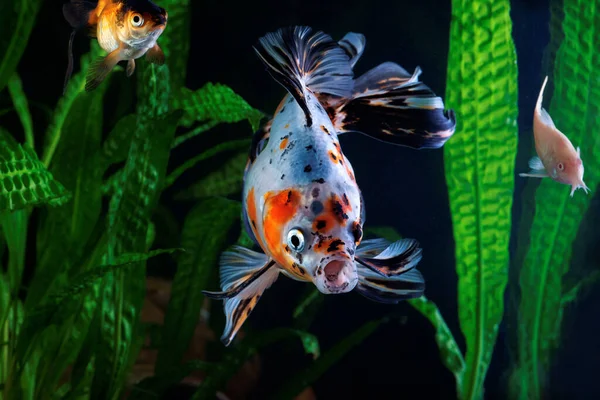 Peixe Dourado Aquário Grupo Peixes Fundo Plantas Aquáticas — Fotografia de Stock