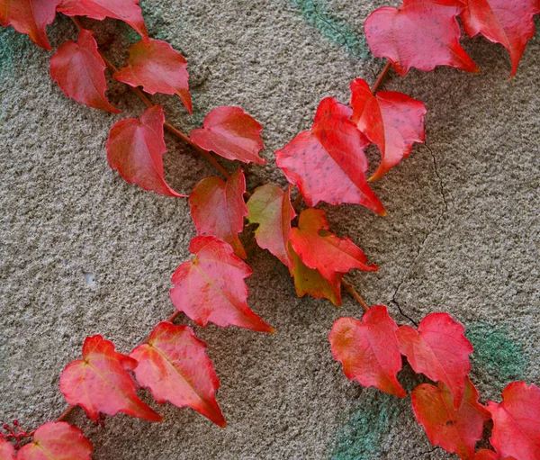 Ivy Plant Autumn Colors Wall — Fotografia de Stock